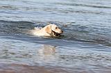 LABRADOR 173